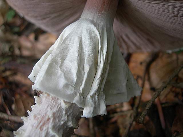 Escursione  madre  2008